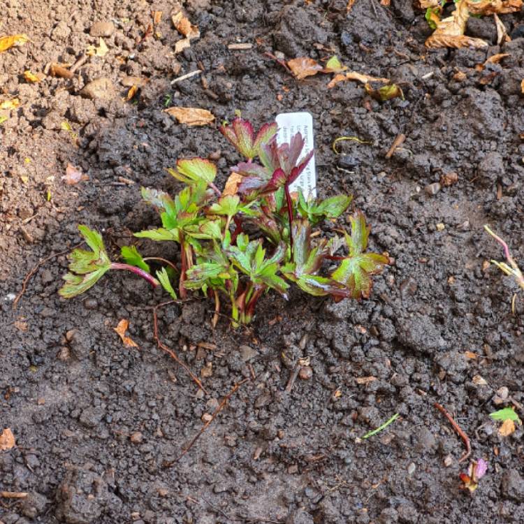 plant image 1465717