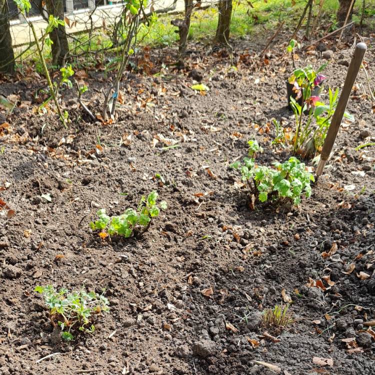 plant image 1465727