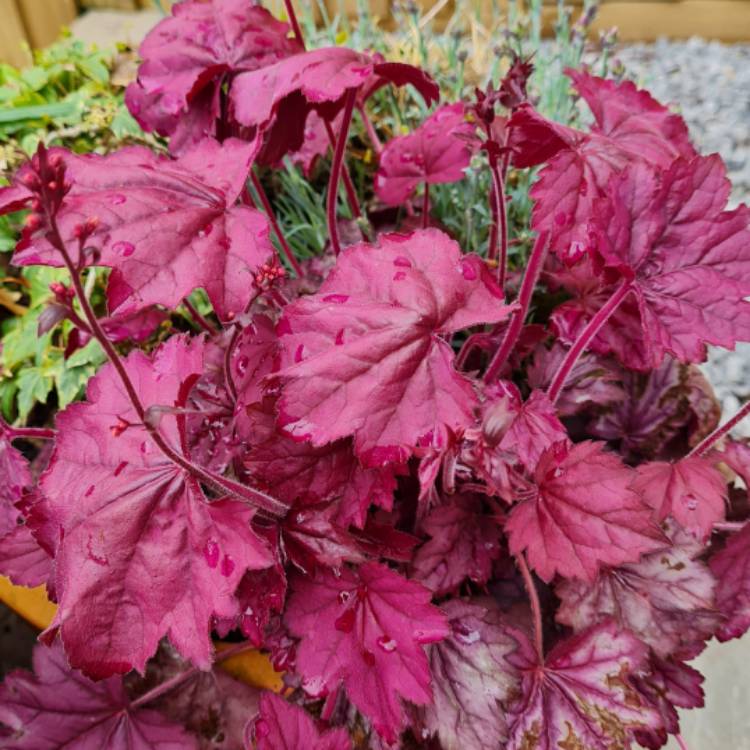 Plant image Heuchera Wild Rose