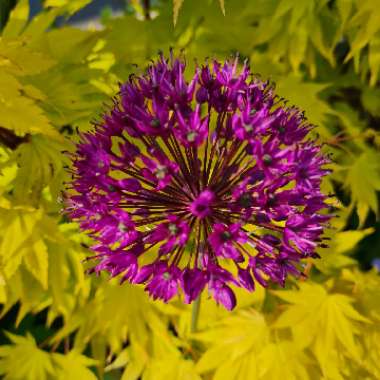 Allium