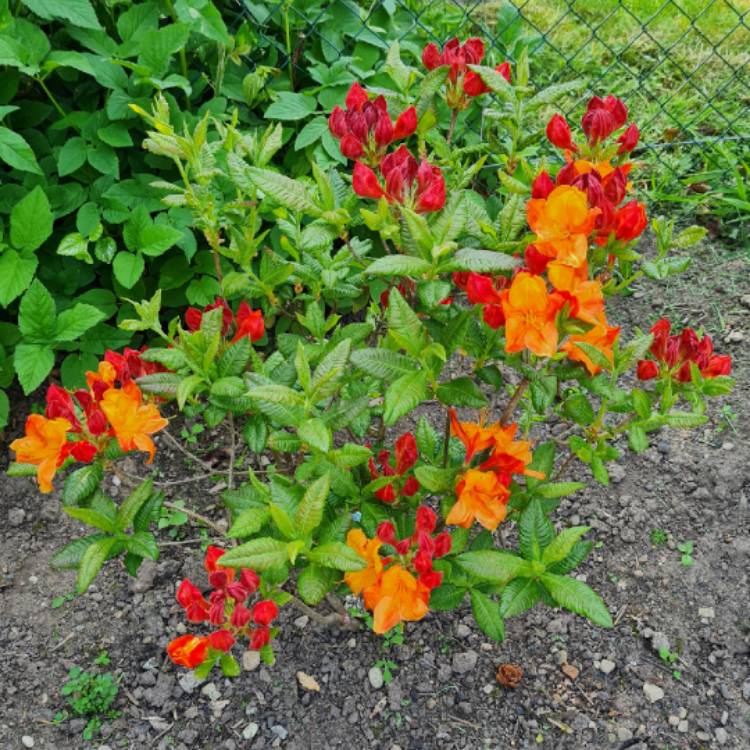 plant image 1488560 plant image 1488560