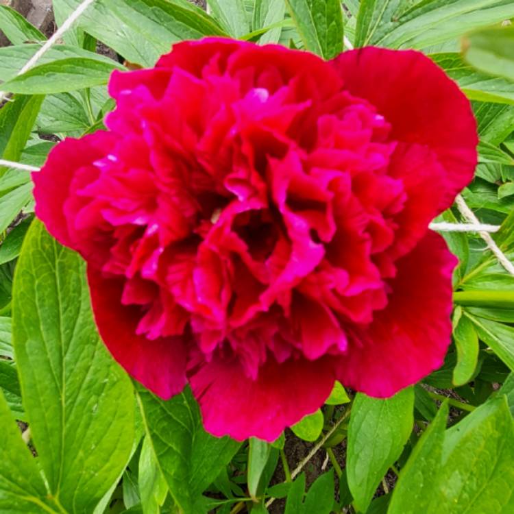plant image 1489573