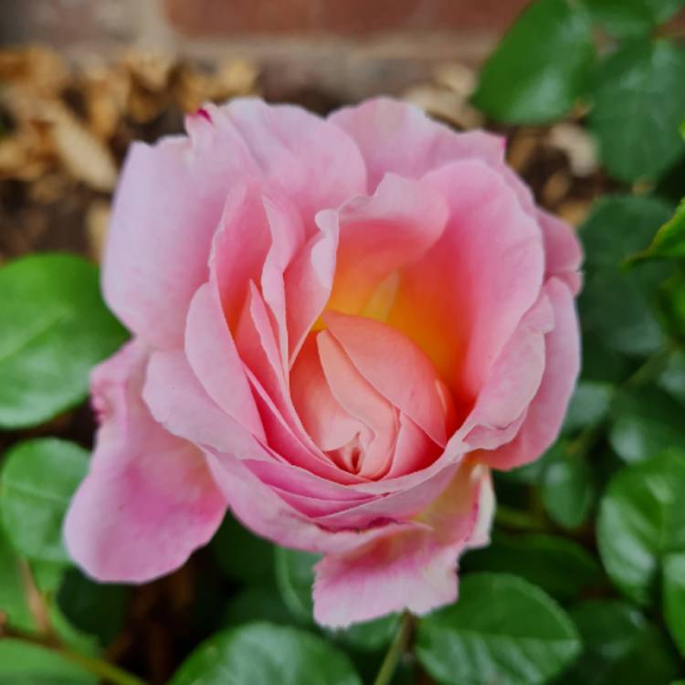 Plant image Rosa 'Ausegdon' syn. Rosa 'Eustacia Vye', Rosa 'Sts Francis And Claire'
