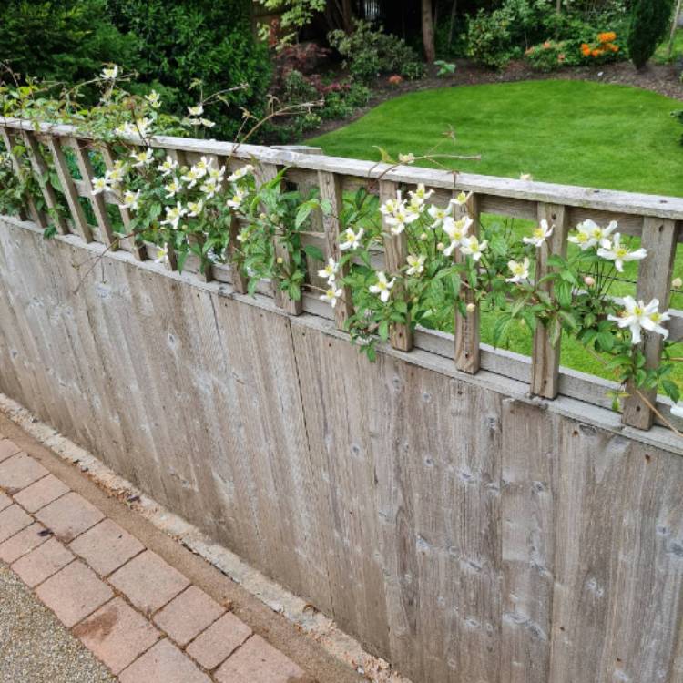 plant image 1493443 plant image 1493443