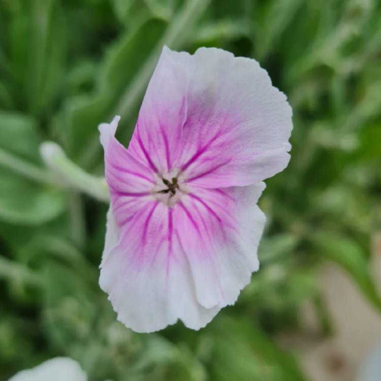 Plant image Lychnis coronaria 'Angel's Blush'