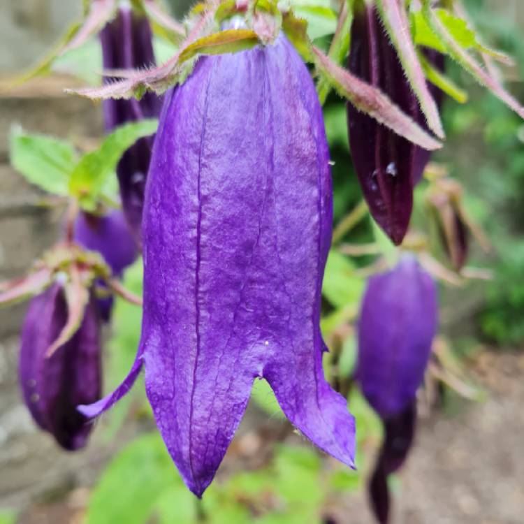 plant image 1499454
