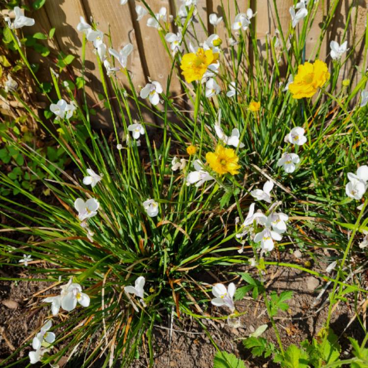 plant image 1500832 plant image 1500832