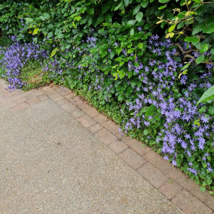 Plant image Campanula poscharskyana 'Blue Gown'