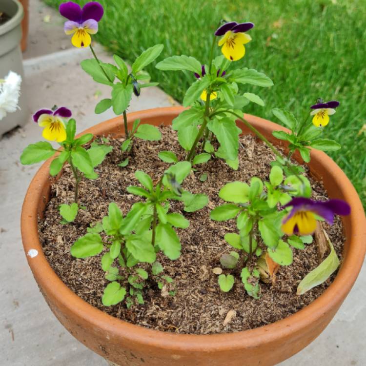 Plant image Viola tricolor 'Heartsease Yellow'