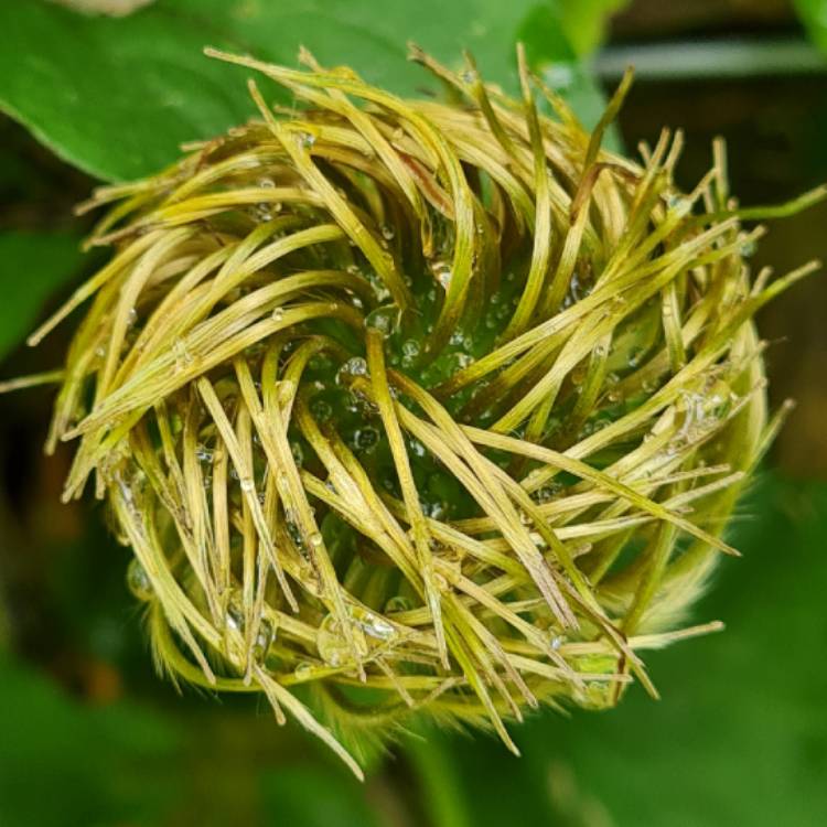 plant image 1507974 plant image 1507974