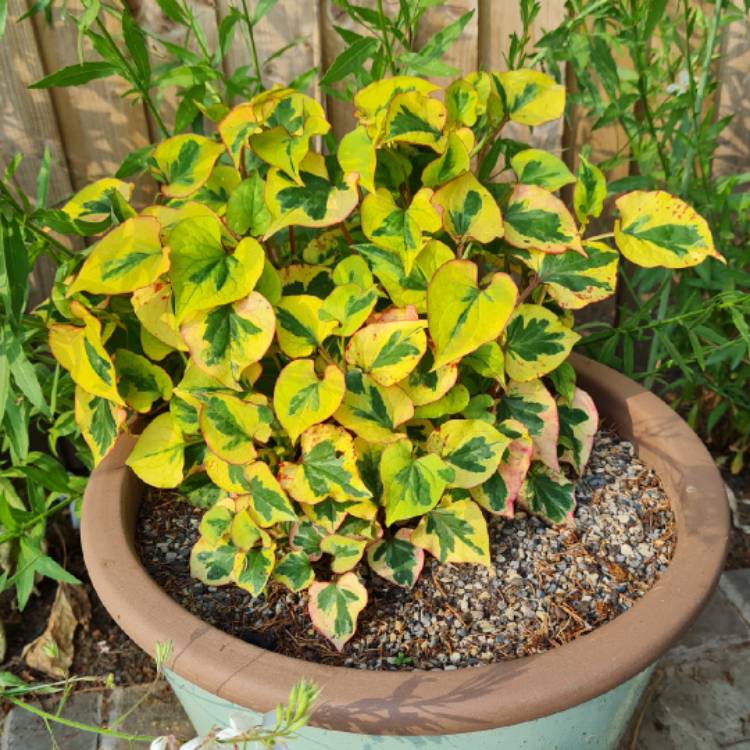 plant image 1513764 plant image 1513764