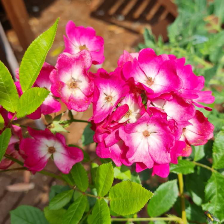 Plant image Rosa 'Marjorie Fair'
