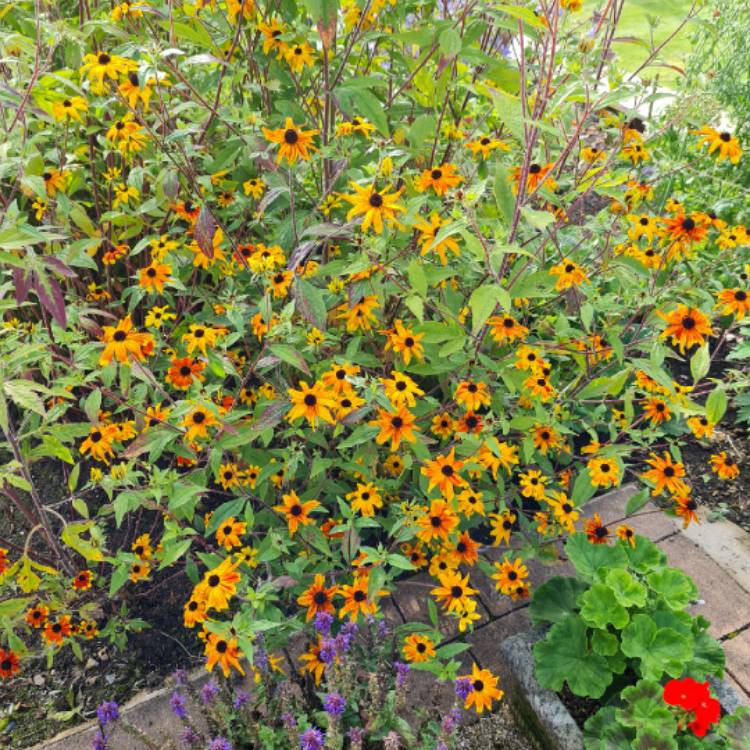 plant image 1518131 plant image 1518131