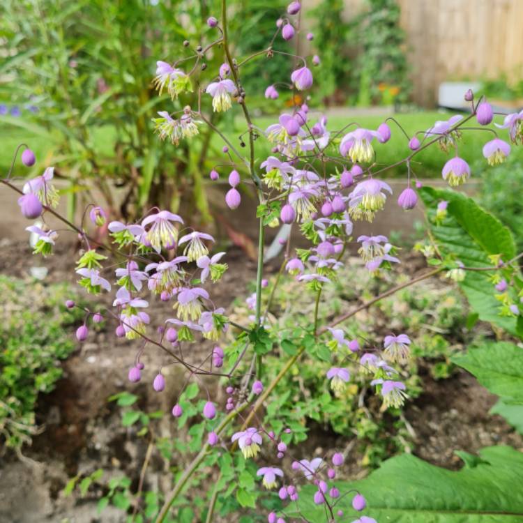 plant image 1521593