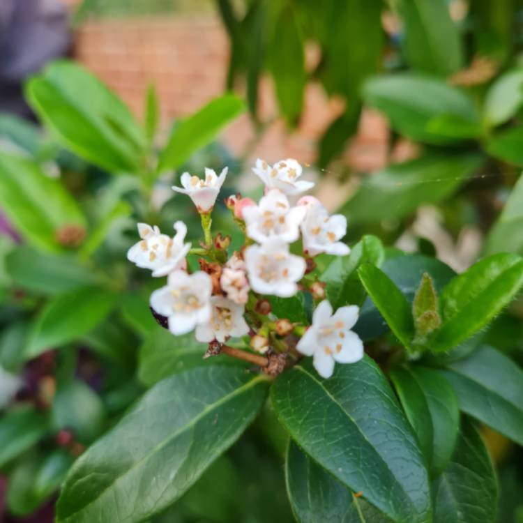 plant image 1527355