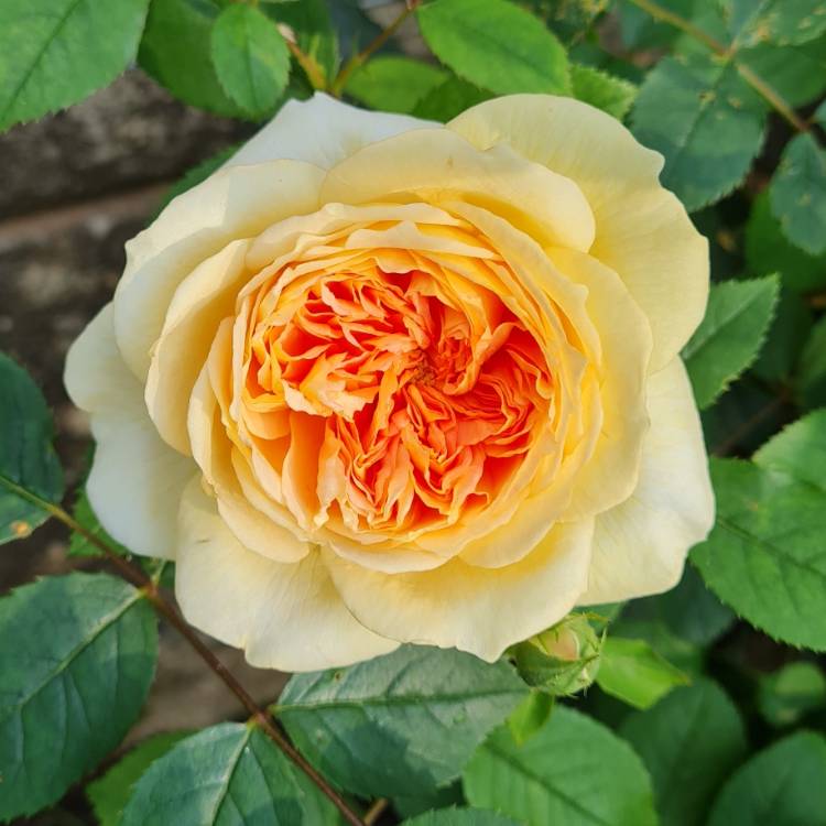 Plant image Rosa 'Bathsheba'