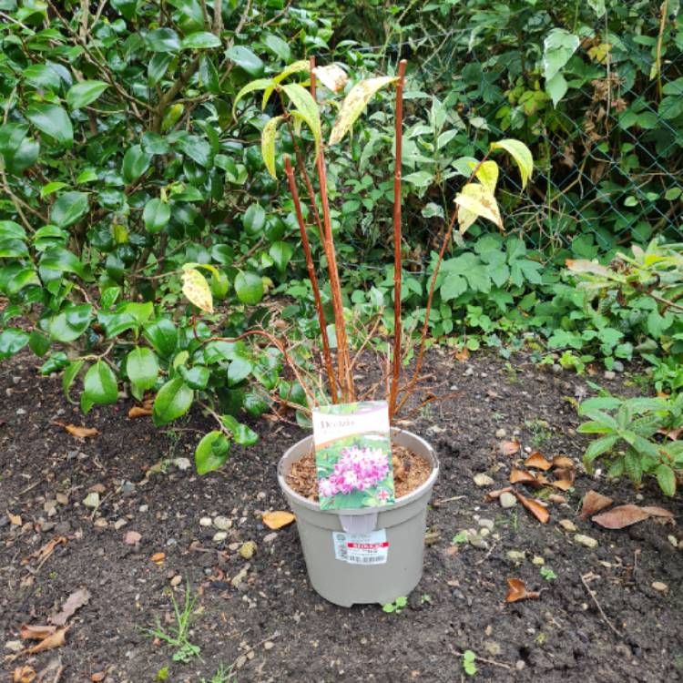 Plant image Deutzia x hybrida 'Magicien'