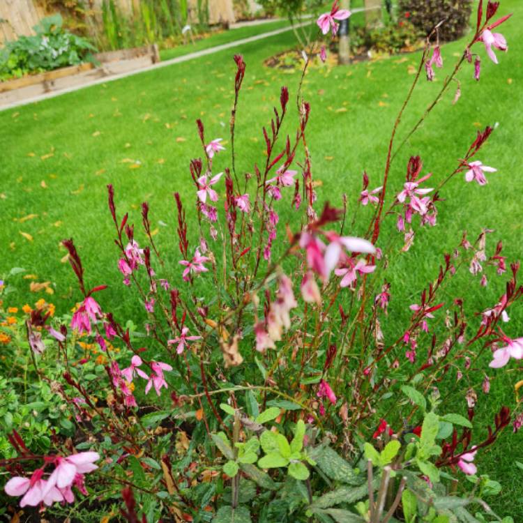 plant image 1532268 plant image 1532268
