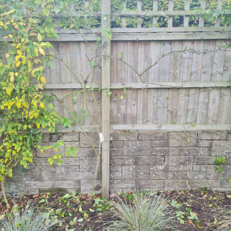 plant image 1542443