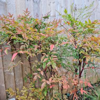 Nandina domestica