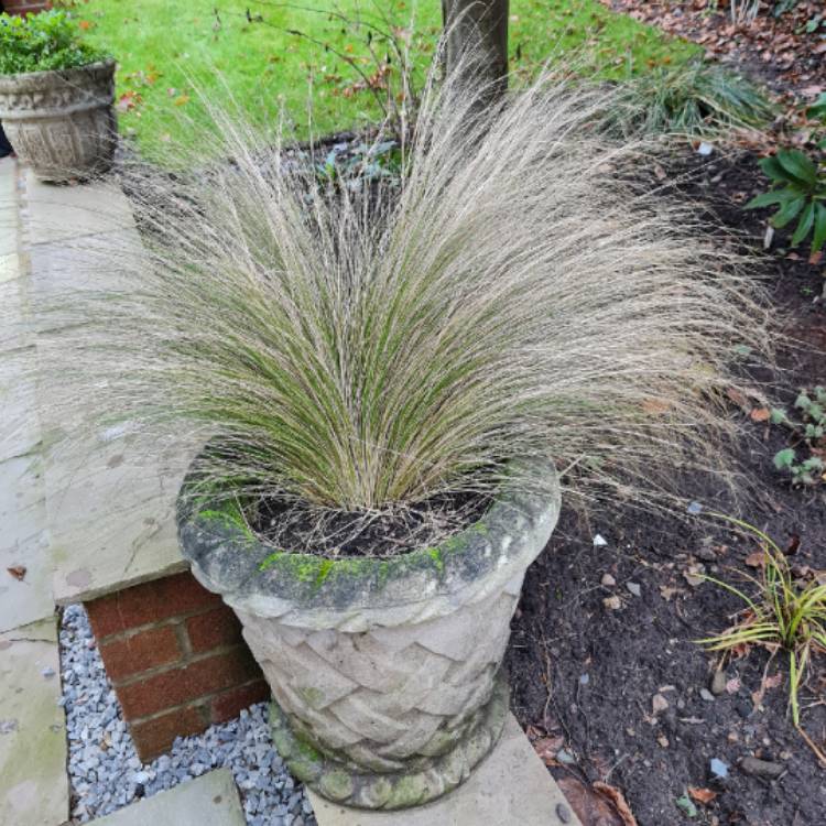 plant image 1552592