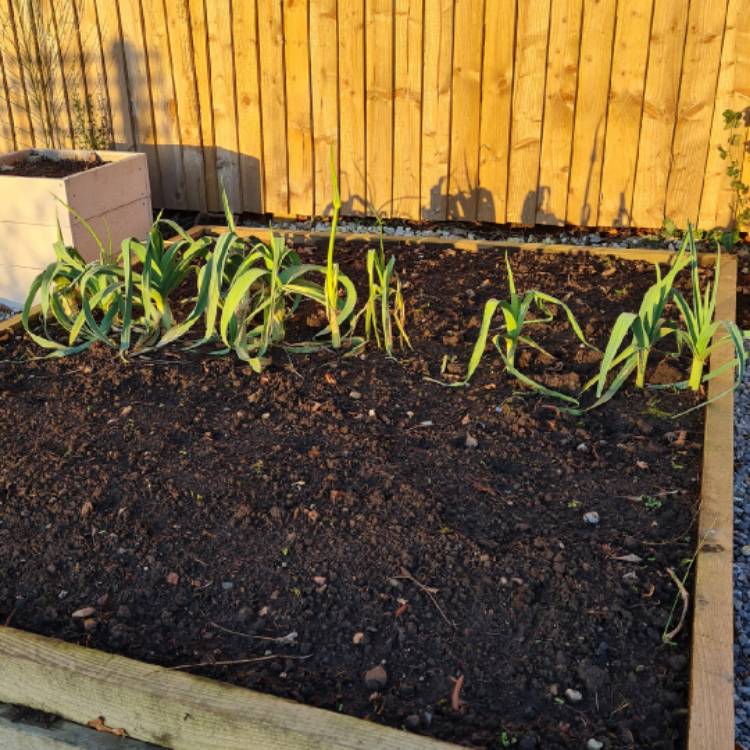plant image 1556363