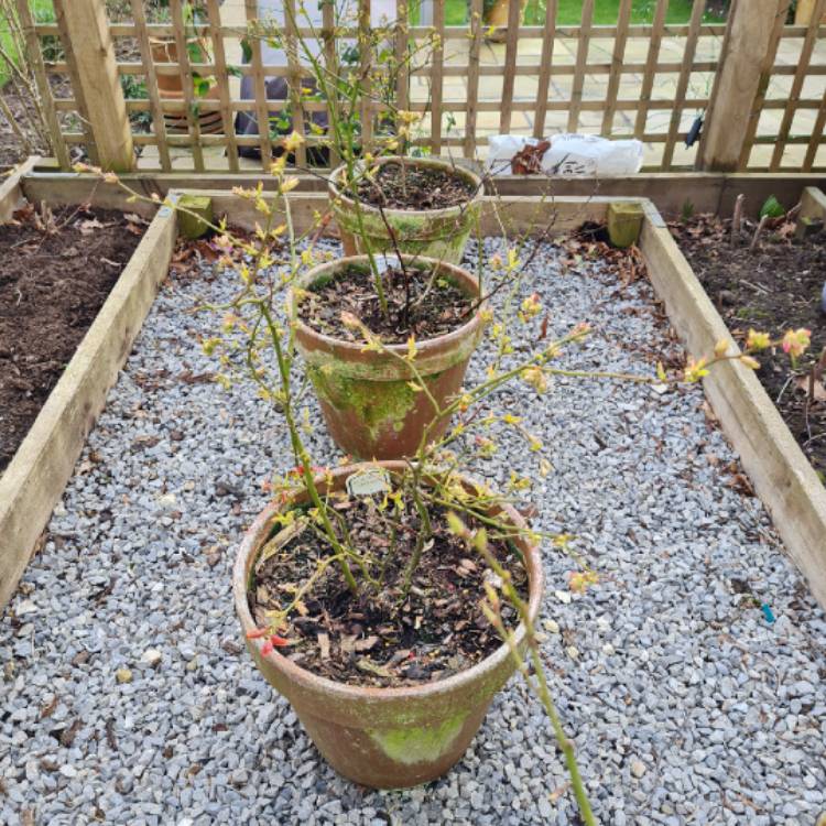 Plant image Vaccinium corymbosum 'Patriot'