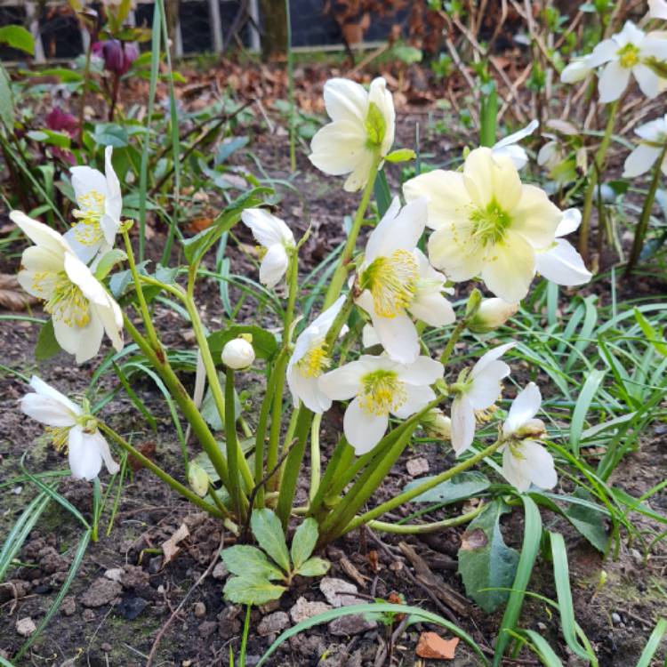 plant image 1569333 plant image 1569333