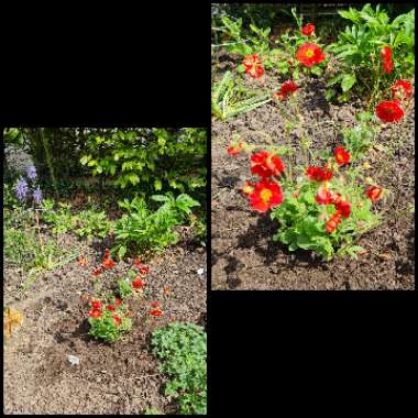 Geum 'Fiery Tempest'