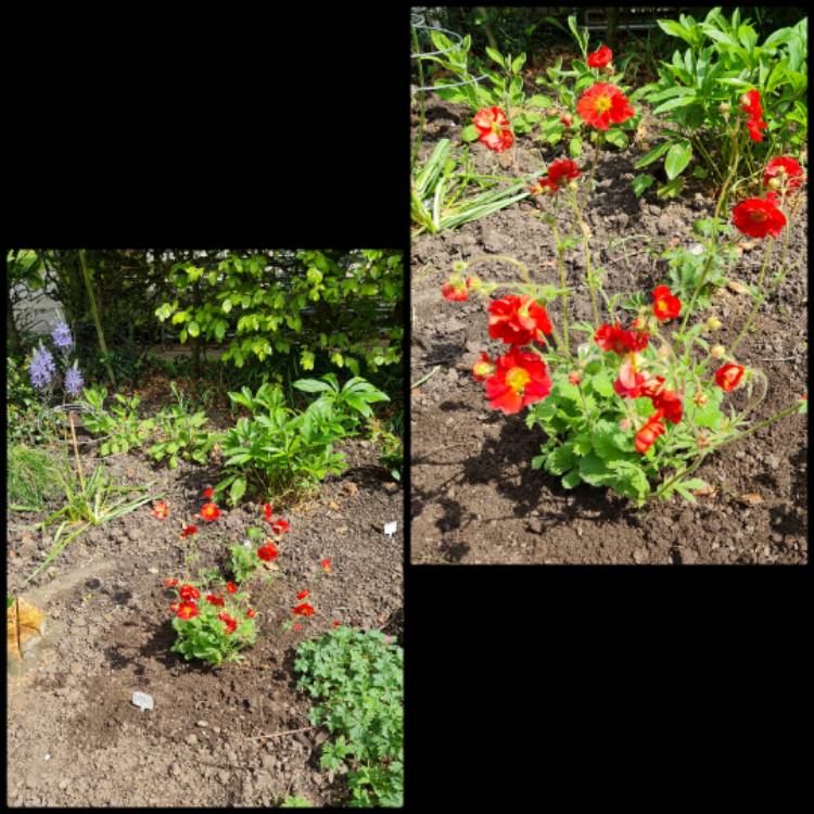 Plant image Geum 'Fiery Tempest'
