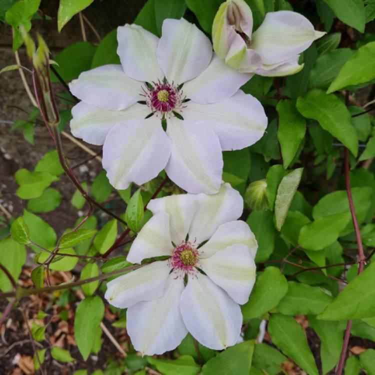 plant image 1585038 plant image 1585038
