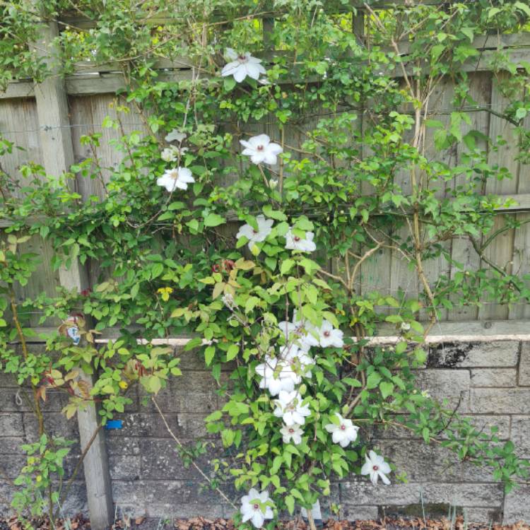 plant image 1587104 plant image 1587104