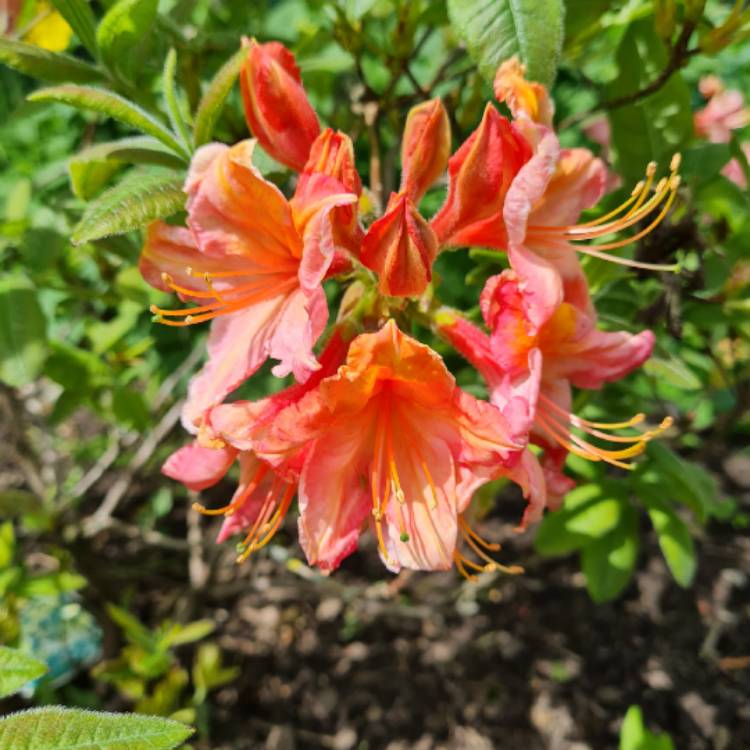 plant image 1589687 plant image 1589687