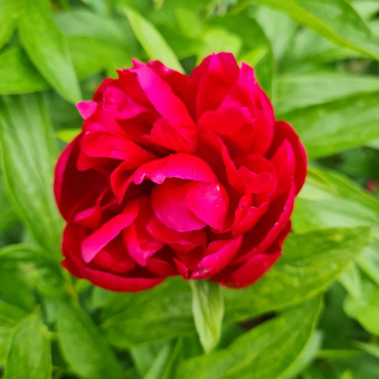 plant image 1595807