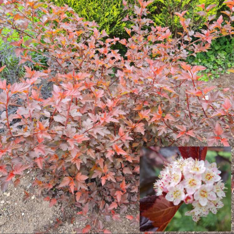 plant image 1597407 plant image 1597407