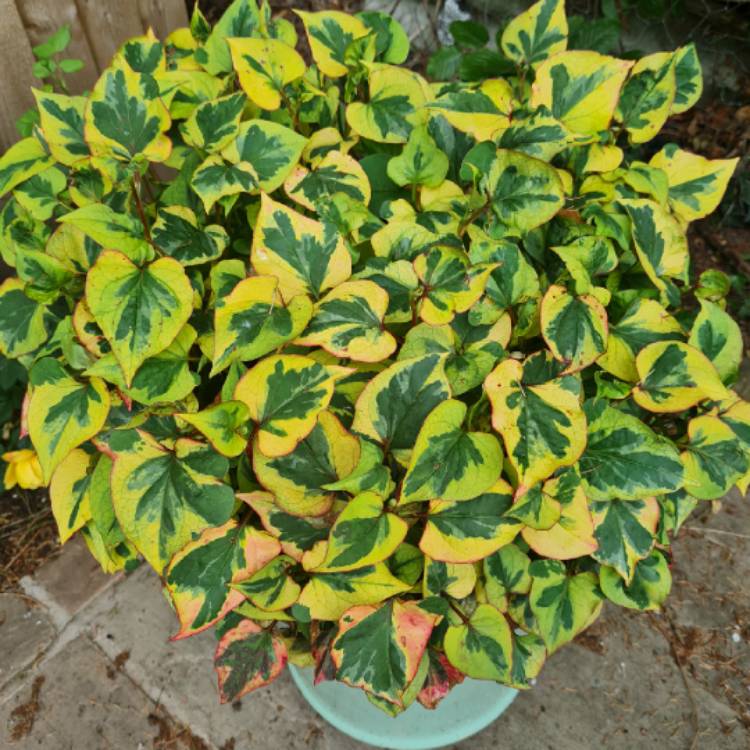 plant image 1603269 plant image 1603269