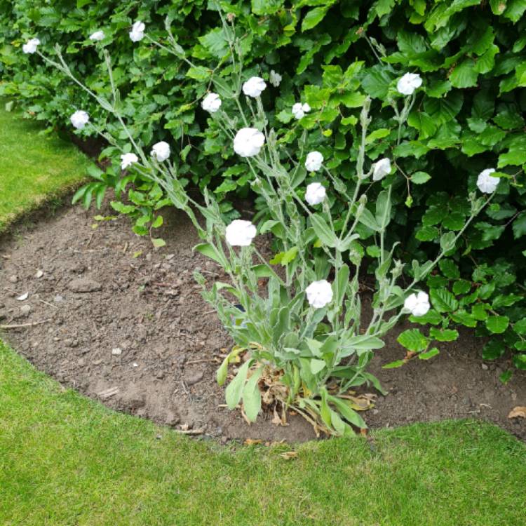 plant image 1603428 plant image 1603428