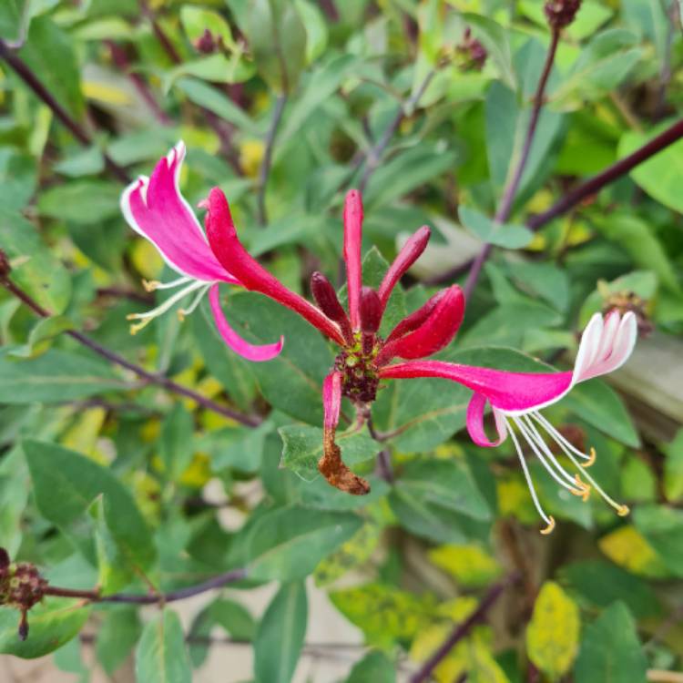 plant image 1604783