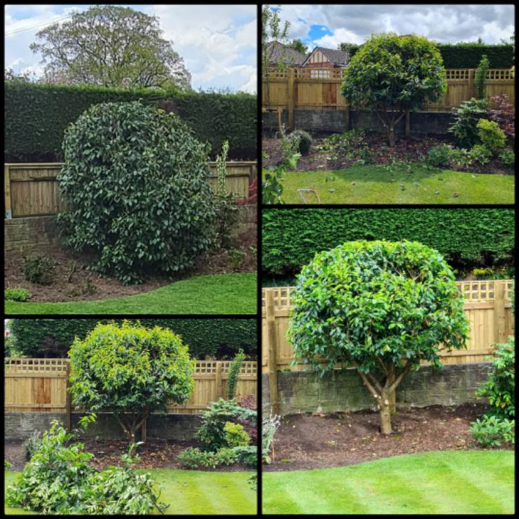 plant image 1605320