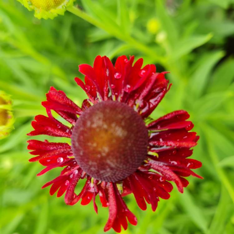 plant image 1605622