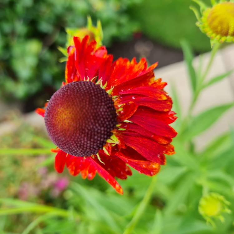 plant image 1606103