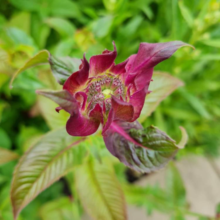 plant image 1606834 plant image 1606834