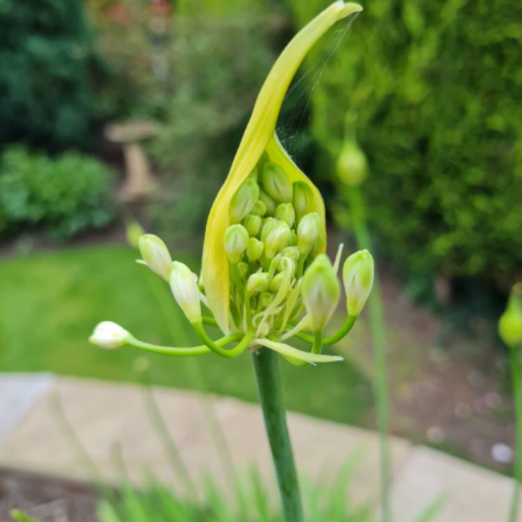 plant image 1607576 plant image 1607576