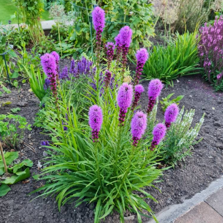 plant image 1610123 plant image 1610123