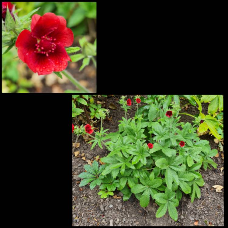 plant image 1612476 plant image 1612476