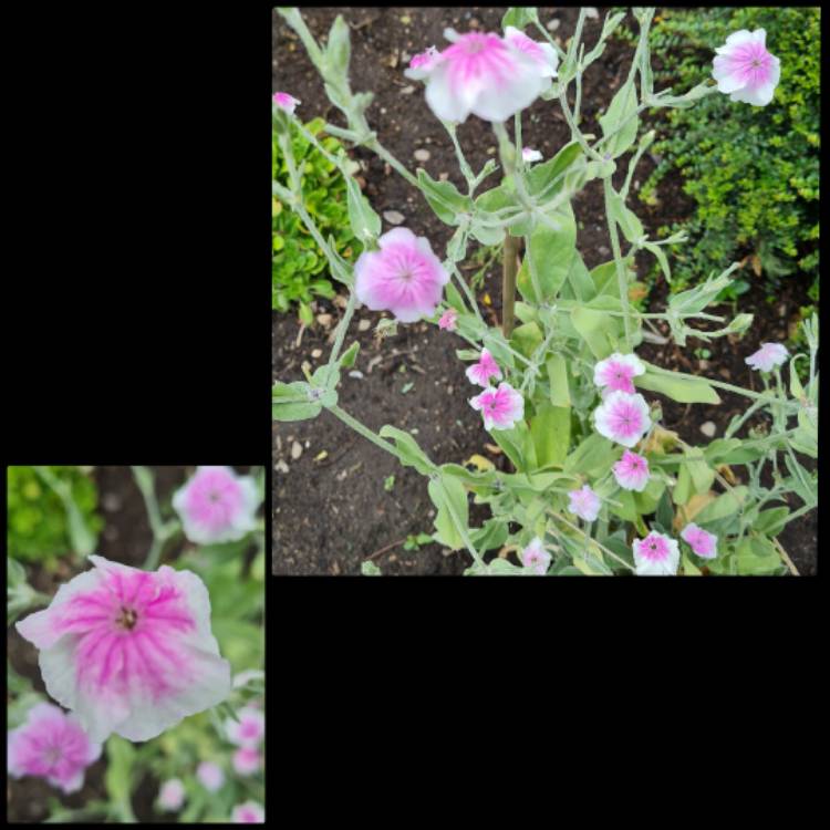 plant image 1613491