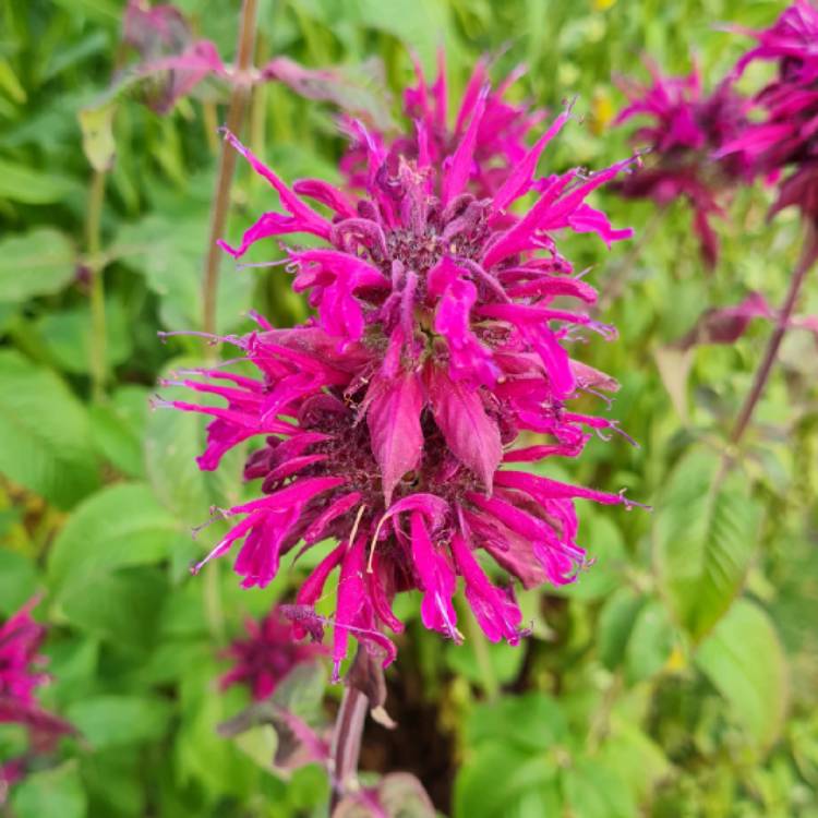 plant image 1614240 plant image 1614240