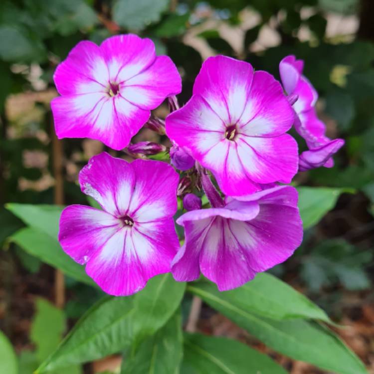 plant image 1614903