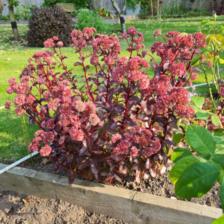 plant image 1619135 plant image 1619135