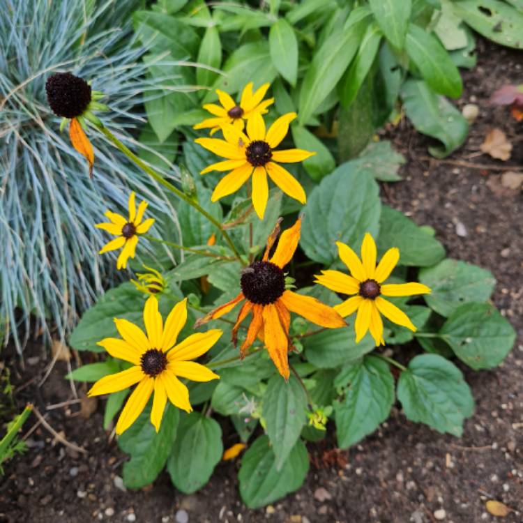 plant image 1632901 plant image 1632901